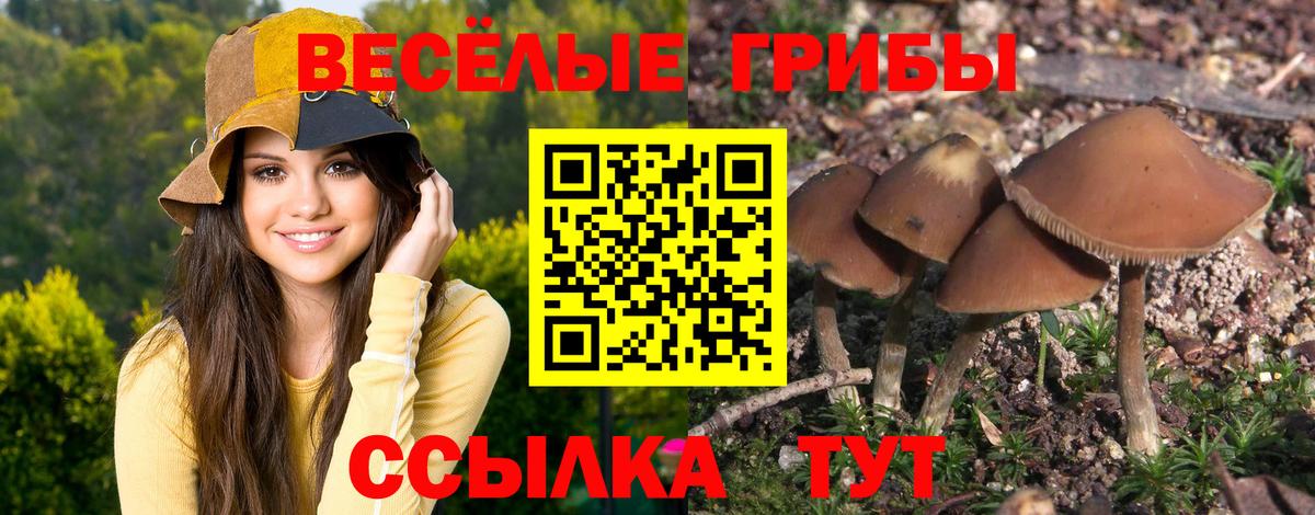 Псилоцибиновые грибы GOLDEN TEACHER Грозный